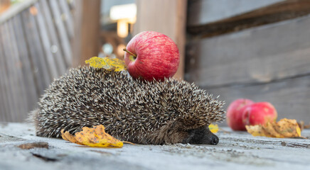 in autumn, a big hedgehog with an apple on its back needles