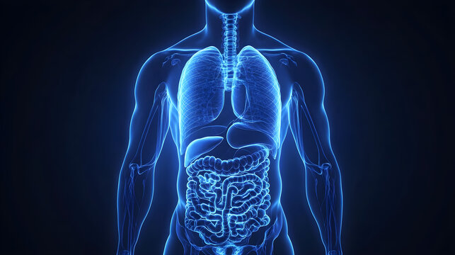 Blue Medical 3D X-Ray Stomach and Bowel Anatomical Visualization