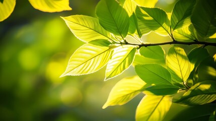 A close-up photograph of a sunlit tree branch with leaves illuminated by the sun's rays, symbolizing growth, nature, renewal, and life.