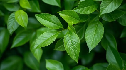 A close-up view of a vibrant green leafy plant, showcasing the intricate details of its leaves and the beauty of nature's textures. It symbolizes growth, life, and the renewal of spring.