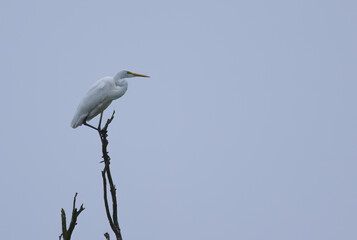 Great White Egret on a dead tree, Great White Egret at dawn, Great White Egret from the side