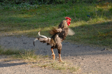 Rooster Carijó loose on the farm