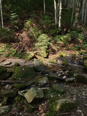Fototapeta premium stream in the woods vertical photo