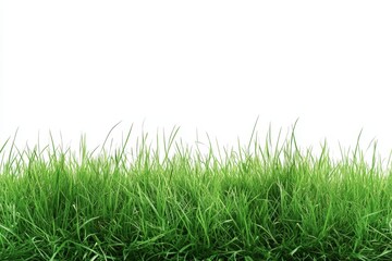 A vibrant green grass border isolated on a white background, perfect for adding a touch of nature to your designs. The image symbolizes growth, freshness, and new beginnings.