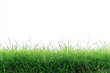 Fototapeta premium Lush green grass isolated on a white background. Perfect for creating a natural, fresh, and vibrant feel in your designs. This image symbolizes growth, new beginnings, and a sense of peace.