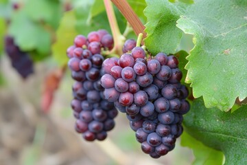 Pinot Gris grapes ready for harvest for wine production .generative ai