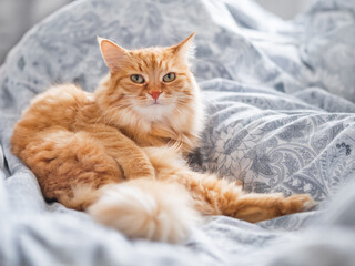 Ginger cat is lying in bed. Fluffy pet has a rest on duvet. Cute domestic animal lies on blanket with comfort.