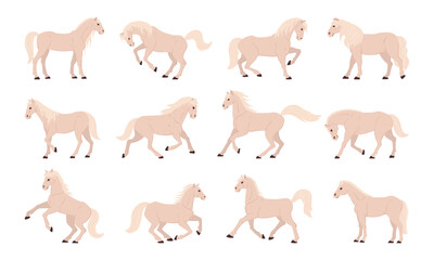 White horses. Thoroughbred domestic animals, white graceful horse in different poses, farm or ranch animals flat vector illustration set. Cartoon horses collection