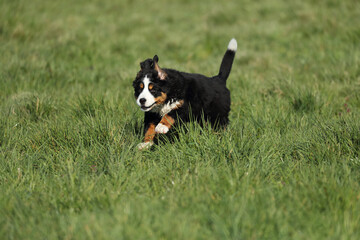 Berner Sennenhund
Cute fluffy Bernese Mountain Dog puppy in the garden