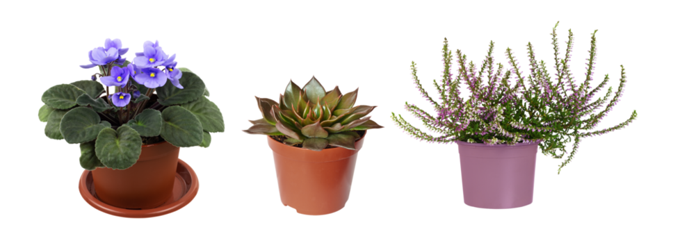 Set of house plants in a pots isolated on white or transparent background