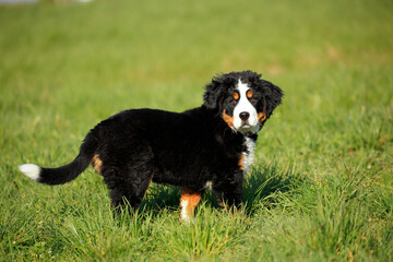 Berner Sennenhund
Cute fluffy Bernese Mountain Dog puppy in the garden