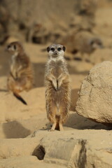 Fototapeta premium Erdmännchen (Suricata suricatta) auch Surikate oder Scharrtier, Wachposten auf Aussichtshügel