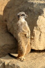 Fototapeta premium Erdmännchen (Suricata suricatta) auch Surikate oder Scharrtier, Wachposten auf Aussichtshügel