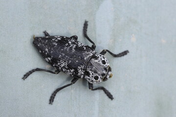 close up Capnodis cariosa bug