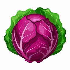 Red Cabbage on Vector art Illustration