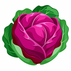 Red Cabbage on Vector art Illustration