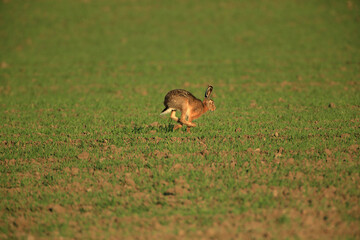 Wild brown hare sitting in a grass
Fedhase auf einer Wiese