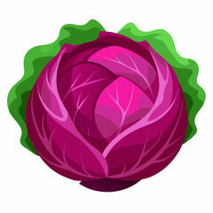 Red Cabbage on Vector art Illustration