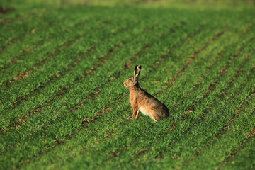 Wild brown hare sitting in a grass
Fedhase auf einer Wiese