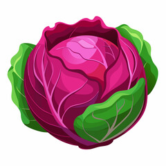 Red Cabbage on Vector art Illustration