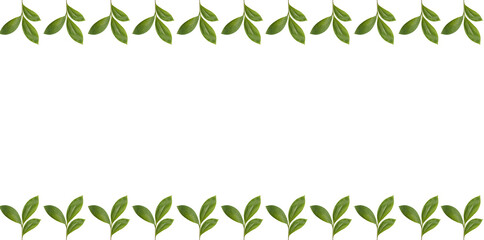 green grass border isolated in white transparent background , Green leaves in border png . Green leaves png. 