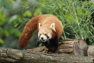 Western red panda (Ailurus fulgens fulgens), also known as the Nepalese red panda.