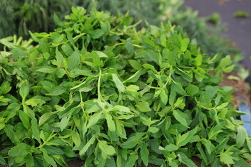 stacked bunch of mint in the market