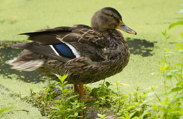 Close-up of a female mallard, close-up of a duck, mallard looking curiously