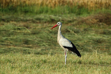 white stork in the grass
WeiÃŸstorch auf einer Wiese