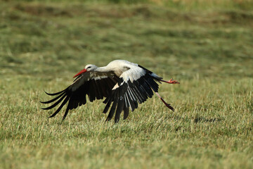 white stork (Ciconia ciconia) in the green grass taking off on a sunny summer day