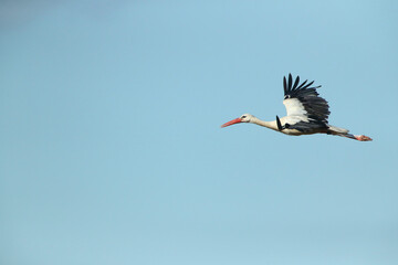 A White Stork in flight blue sky
Weißstorch im Flug