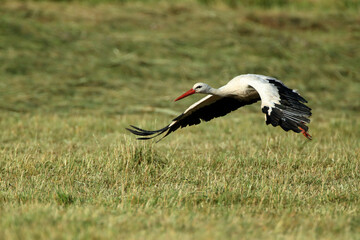 A White Stork in flight
WeiÃŸstorch im Flug