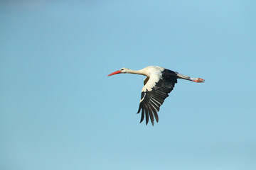 A White Stork in flight blue sky
Weißstorch im Flug