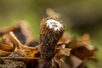 Obraz premium Gestreifter Teuerling [Cyathus striatus)