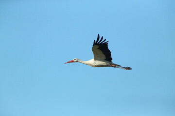 A White Stork in flight blue sky
Weißstorch im Flug