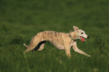 Fototapeta premium Whippet beim Rennen. Whippet running
