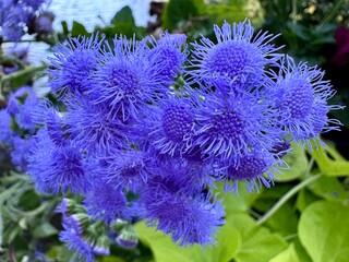 close-up of blue flowers on a summer day on the banks of the Loire  © Christophe