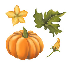 Hand drawn pumpkin set with leaf and pumpkin flowers 