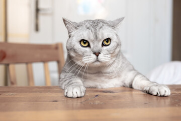 Cat Table Home - A gray tabby cat sits on a table in a home, staring intently at the camera.