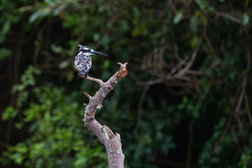 Fototapeta premium Pied Kingfisher (Ceryle rudis)