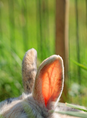 close up of rabbit ears in the sun