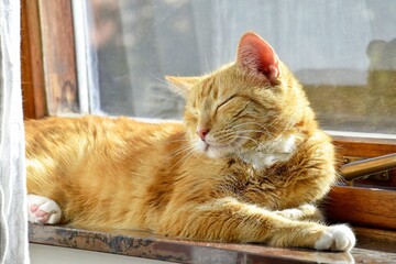 A ginger cat basks in the sun on a windowsill