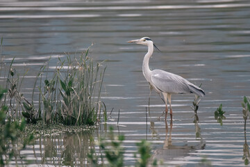 Grey heron scavenging in reeds wetlands. Hong Kong.