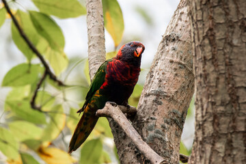Rainbow lorikeet in tree on branch. Hong Kong.