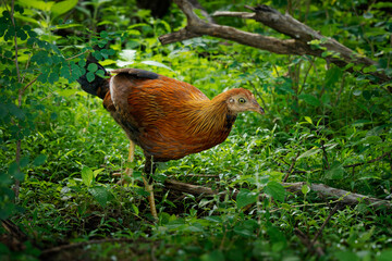 Sri Lanka Junglefowl Gallus lafayettii, endemic bird in forests, scrublands; national bird of Sri Lanka, ancestor of domestic chickens. Female on the jungle ground.