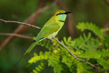 Asian green bee-eater Merops orientalis also Little green bee-eater, bird in Sri Lanka widely distributed across Asia from coastal southern Iran east through the Indian subcontinent to Vietnam