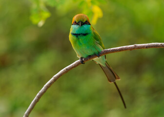 Asian green bee-eater Merops orientalis also Little green bee-eater, bird in Sri Lanka widely distributed across Asia from coastal southern Iran east through the Indian subcontinent to Vietnam