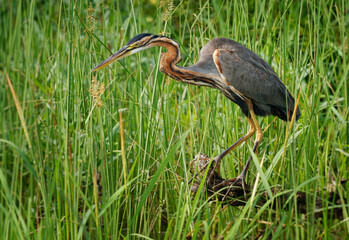 Purple Heron - Ardea purpurea wading bird in heron family Ardeidae, breeds in Africa, Europe and...