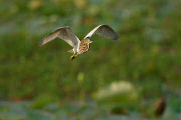 Indian Pond-Heron or paddybird - Ardeola grayii small heron, breeding in southern Iran and east to Pakistan, India, Burma, Bangladesh and Sri Lanka. Fly and hunt in the lake