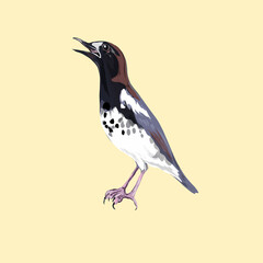 a magpie bird on a yellow background